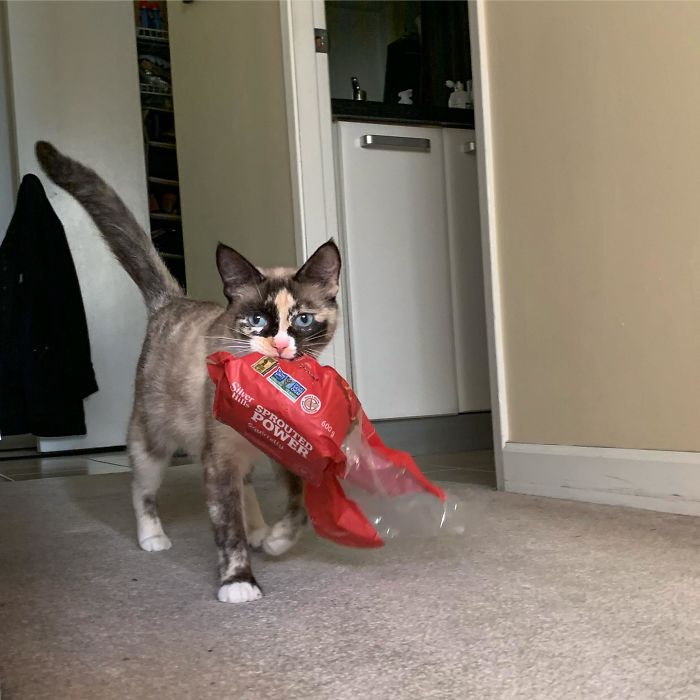 &#8220;What&#8217;s Wrong With My Cat?&#8221; Online Group Has Owners Posting Pics Of Their Malfunctioning Cats And Here Are 50 Of The Funniest Ones