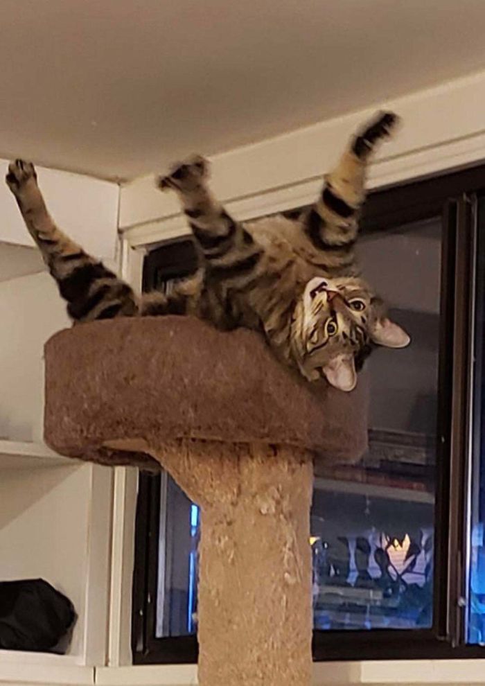 &#8220;What&#8217;s Wrong With My Cat?&#8221; Online Group Has Owners Posting Pics Of Their Malfunctioning Cats And Here Are 50 Of The Funniest Ones