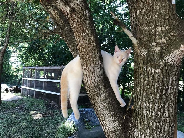 &#8220;What&#8217;s Wrong With My Cat?&#8221; Online Group Has Owners Posting Pics Of Their Malfunctioning Cats And Here Are 50 Of The Funniest Ones