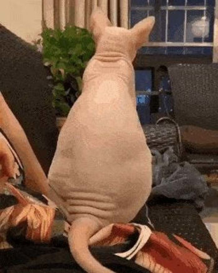 &#8220;What&#8217;s Wrong With My Cat?&#8221; Online Group Has Owners Posting Pics Of Their Malfunctioning Cats And Here Are 50 Of The Funniest Ones