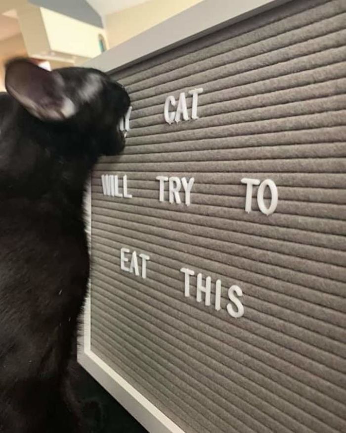 &#8220;What&#8217;s Wrong With My Cat?&#8221; Online Group Has Owners Posting Pics Of Their Malfunctioning Cats And Here Are 50 Of The Funniest Ones