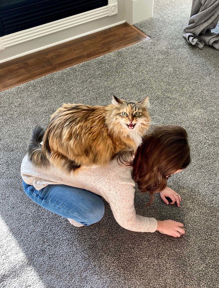 &#8220;What&#8217;s Wrong With My Cat?&#8221; Online Group Has Owners Posting Pics Of Their Malfunctioning Cats And Here Are 50 Of The Funniest Ones