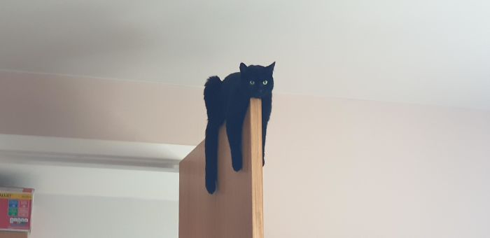 &#8220;What&#8217;s Wrong With My Cat?&#8221; Online Group Has Owners Posting Pics Of Their Malfunctioning Cats And Here Are 50 Of The Funniest Ones