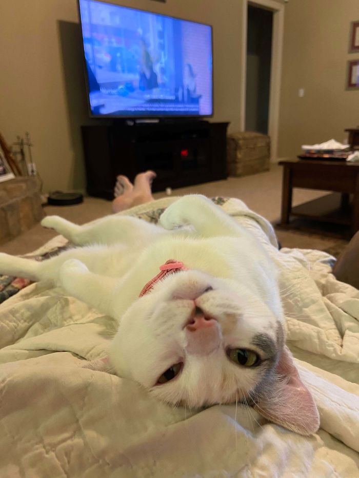 &#8220;What&#8217;s Wrong With My Cat?&#8221; Online Group Has Owners Posting Pics Of Their Malfunctioning Cats And Here Are 50 Of The Funniest Ones