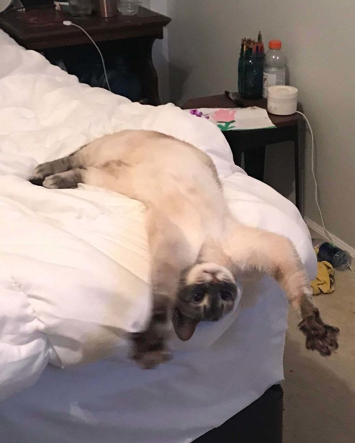 &#8220;What&#8217;s Wrong With My Cat?&#8221; Online Group Has Owners Posting Pics Of Their Malfunctioning Cats And Here Are 50 Of The Funniest Ones