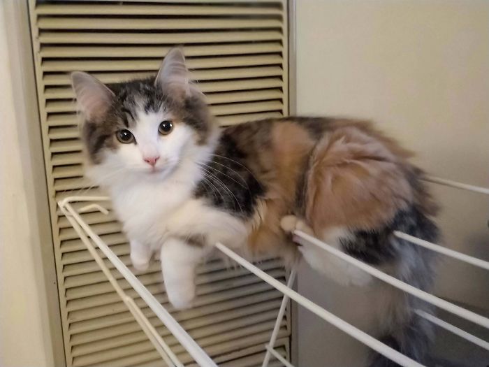 &#8220;What&#8217;s Wrong With My Cat?&#8221; Online Group Has Owners Posting Pics Of Their Malfunctioning Cats And Here Are 50 Of The Funniest Ones