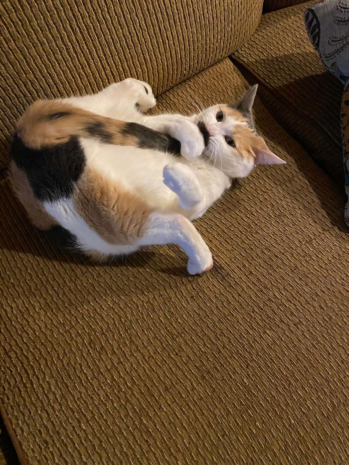 &#8220;What&#8217;s Wrong With My Cat?&#8221; Online Group Has Owners Posting Pics Of Their Malfunctioning Cats And Here Are 50 Of The Funniest Ones