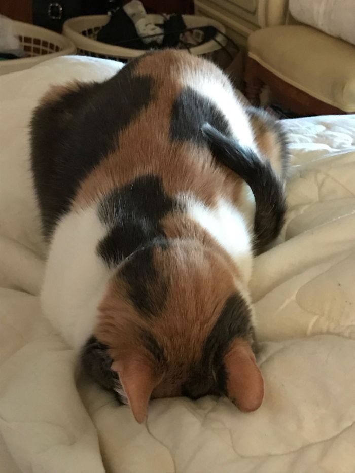 &#8220;What&#8217;s Wrong With My Cat?&#8221; Online Group Has Owners Posting Pics Of Their Malfunctioning Cats And Here Are 50 Of The Funniest Ones
