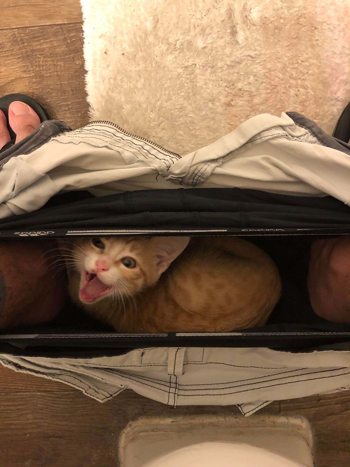 &#8220;What&#8217;s Wrong With My Cat?&#8221; Online Group Has Owners Posting Pics Of Their Malfunctioning Cats And Here Are 50 Of The Funniest Ones