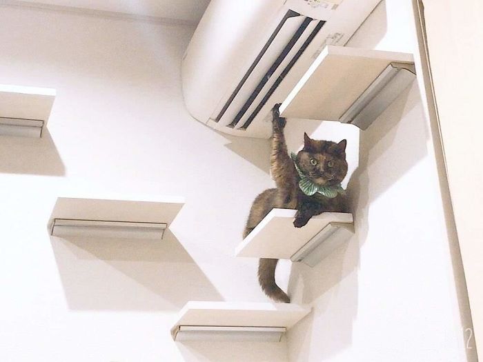 &#8220;What&#8217;s Wrong With My Cat?&#8221; Online Group Has Owners Posting Pics Of Their Malfunctioning Cats And Here Are 50 Of The Funniest Ones