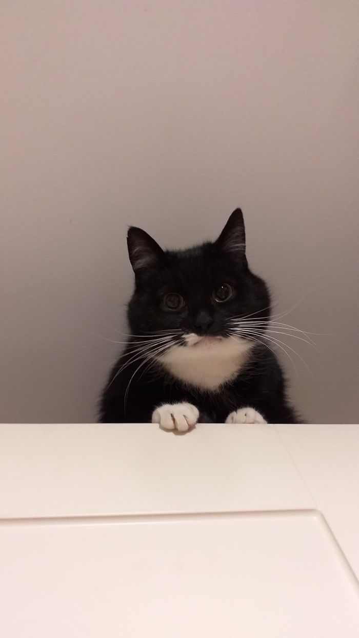 &#8220;What&#8217;s Wrong With My Cat?&#8221; Online Group Has Owners Posting Pics Of Their Malfunctioning Cats And Here Are 50 Of The Funniest Ones