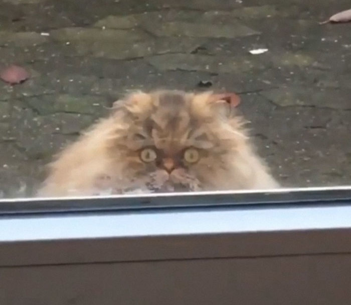&#8220;What&#8217;s Wrong With My Cat?&#8221; Online Group Has Owners Posting Pics Of Their Malfunctioning Cats And Here Are 50 Of The Funniest Ones