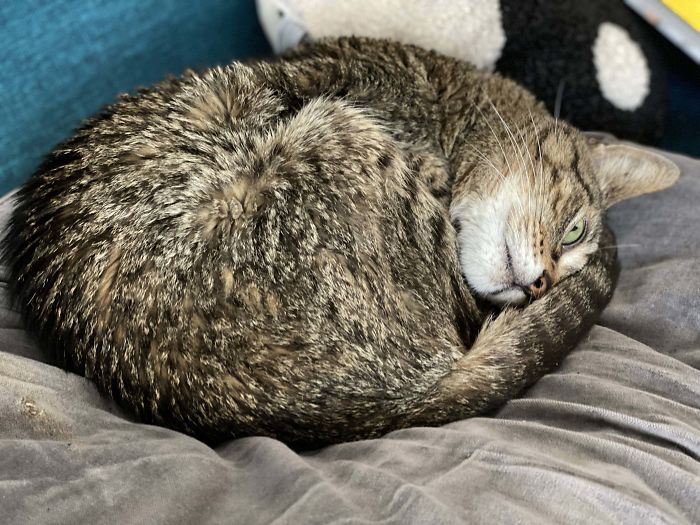 &#8220;What&#8217;s Wrong With My Cat?&#8221; Online Group Has Owners Posting Pics Of Their Malfunctioning Cats And Here Are 50 Of The Funniest Ones