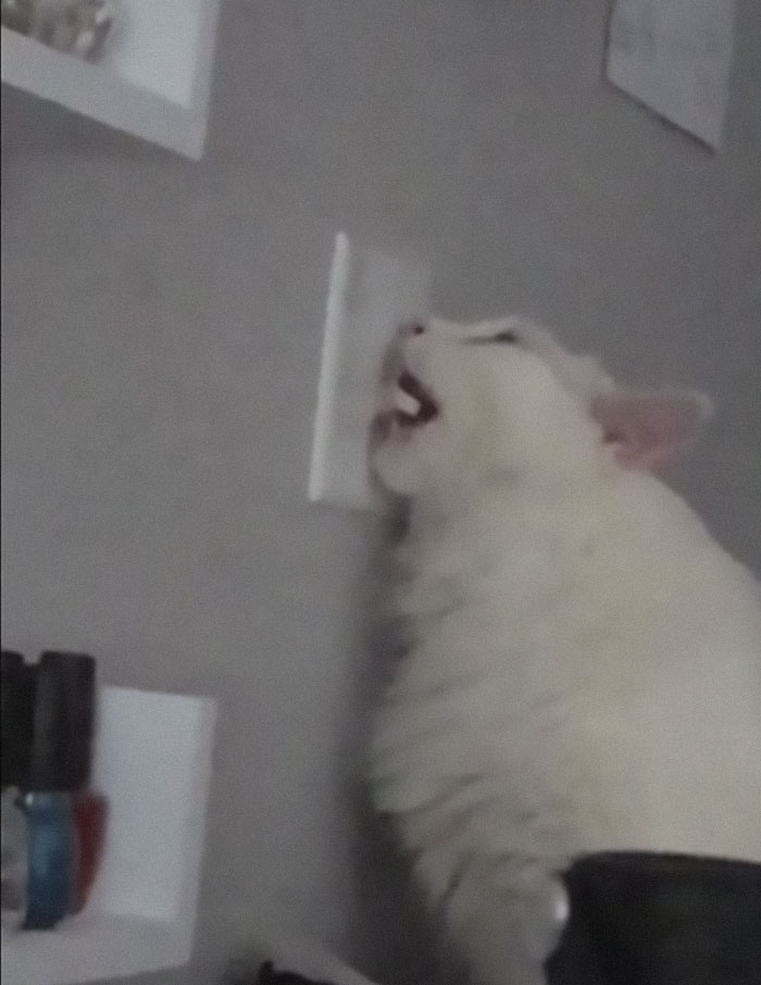 &#8220;What&#8217;s Wrong With My Cat?&#8221; Online Group Has Owners Posting Pics Of Their Malfunctioning Cats And Here Are 50 Of The Funniest Ones
