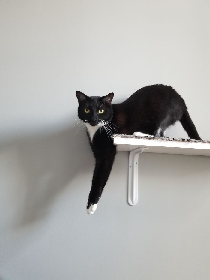 &#8220;What&#8217;s Wrong With My Cat?&#8221; Online Group Has Owners Posting Pics Of Their Malfunctioning Cats And Here Are 50 Of The Funniest Ones