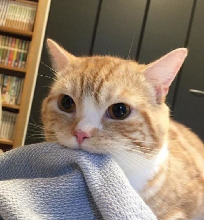 &#8220;What&#8217;s Wrong With My Cat?&#8221; Online Group Has Owners Posting Pics Of Their Malfunctioning Cats And Here Are 50 Of The Funniest Ones