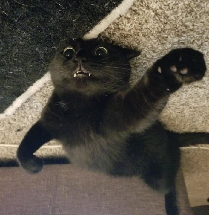 &#8220;What&#8217;s Wrong With My Cat?&#8221; Online Group Has Owners Posting Pics Of Their Malfunctioning Cats And Here Are 50 Of The Funniest Ones