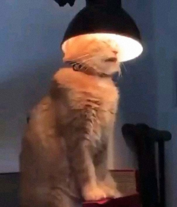 &#8220;What&#8217;s Wrong With My Cat?&#8221; Online Group Has Owners Posting Pics Of Their Malfunctioning Cats And Here Are 50 Of The Funniest Ones