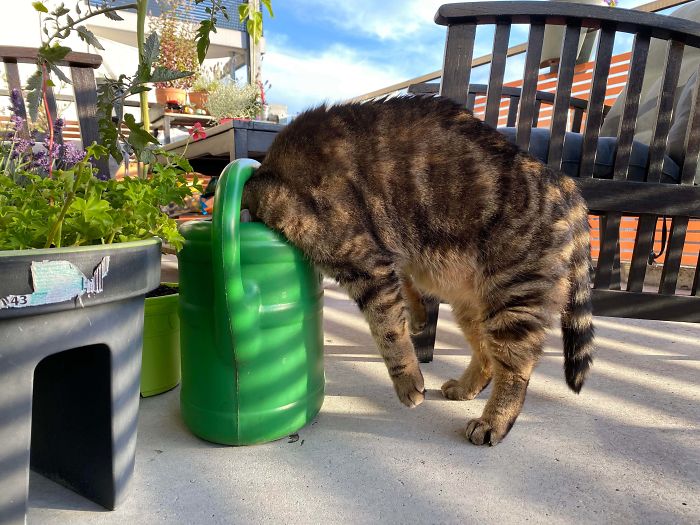 &#8220;What&#8217;s Wrong With My Cat?&#8221; Online Group Has Owners Posting Pics Of Their Malfunctioning Cats And Here Are 50 Of The Funniest Ones