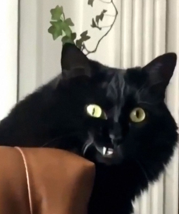 &#8220;What&#8217;s Wrong With My Cat?&#8221; Online Group Has Owners Posting Pics Of Their Malfunctioning Cats And Here Are 50 Of The Funniest Ones