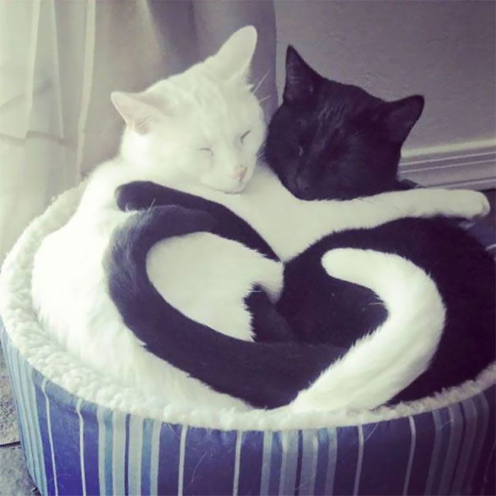40 Times People Caught Their Cats Sleeping Together In Such Weird Positions, They Just Had To Share The Pics Online