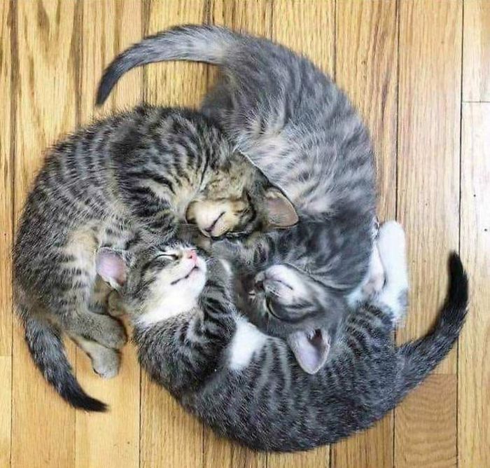 40 Times People Caught Their Cats Sleeping Together In Such Weird Positions, They Just Had To Share The Pics Online