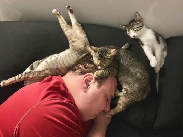 40 Times People Caught Their Cats Sleeping Together In Such Weird Positions, They Just Had To Share The Pics Online