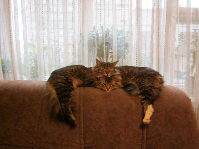 40 Times People Caught Their Cats Sleeping Together In Such Weird Positions, They Just Had To Share The Pics Online