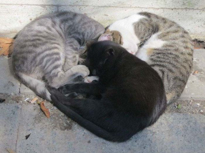 40 Times People Caught Their Cats Sleeping Together In Such Weird Positions, They Just Had To Share The Pics Online