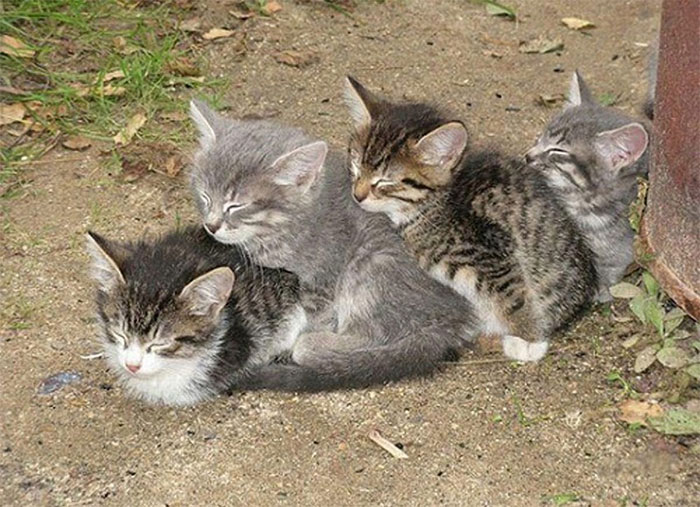 40 Times People Caught Their Cats Sleeping Together In Such Weird Positions, They Just Had To Share The Pics Online
