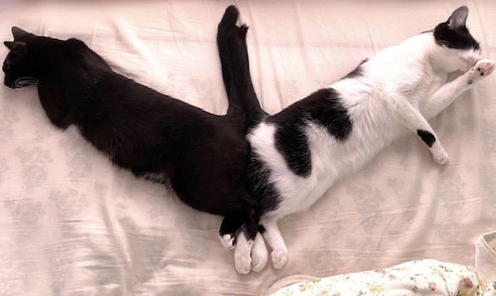 40 Times People Caught Their Cats Sleeping Together In Such Weird Positions, They Just Had To Share The Pics Online