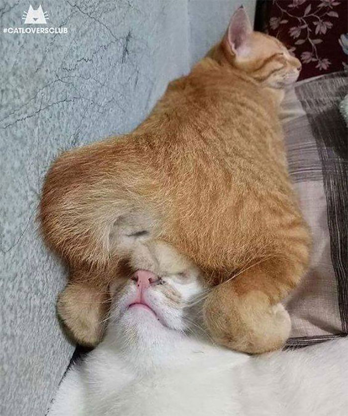 40 Times People Caught Their Cats Sleeping Together In Such Weird Positions, They Just Had To Share The Pics Online