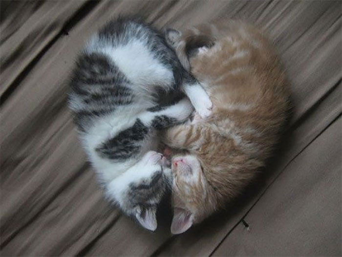40 Times People Caught Their Cats Sleeping Together In Such Weird Positions, They Just Had To Share The Pics Online