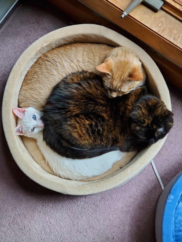 40 Times People Caught Their Cats Sleeping Together In Such Weird Positions, They Just Had To Share The Pics Online
