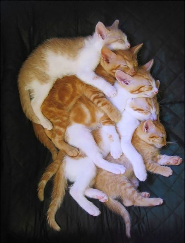 40 Times People Caught Their Cats Sleeping Together In Such Weird Positions, They Just Had To Share The Pics Online