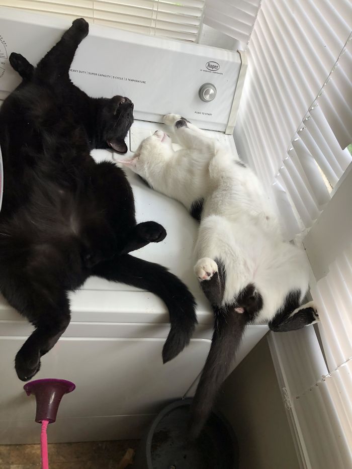 40 Times People Caught Their Cats Sleeping Together In Such Weird Positions, They Just Had To Share The Pics Online