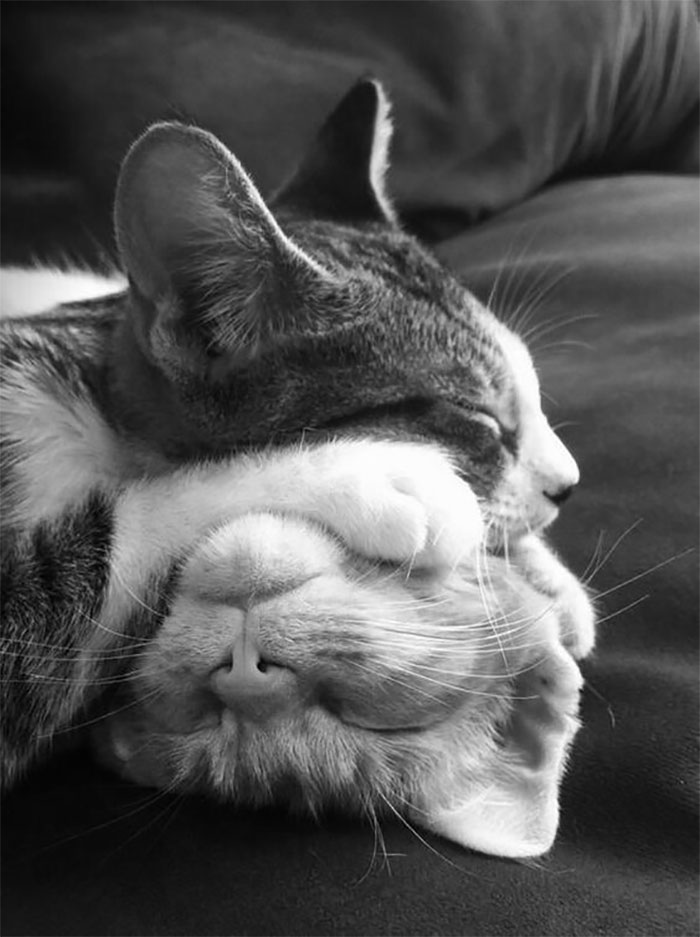 40 Times People Caught Their Cats Sleeping Together In Such Weird Positions, They Just Had To Share The Pics Online