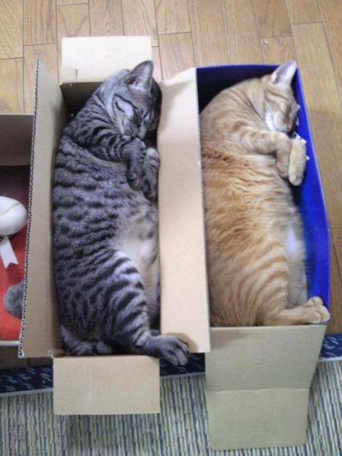 40 Times People Caught Their Cats Sleeping Together In Such Weird Positions, They Just Had To Share The Pics Online
