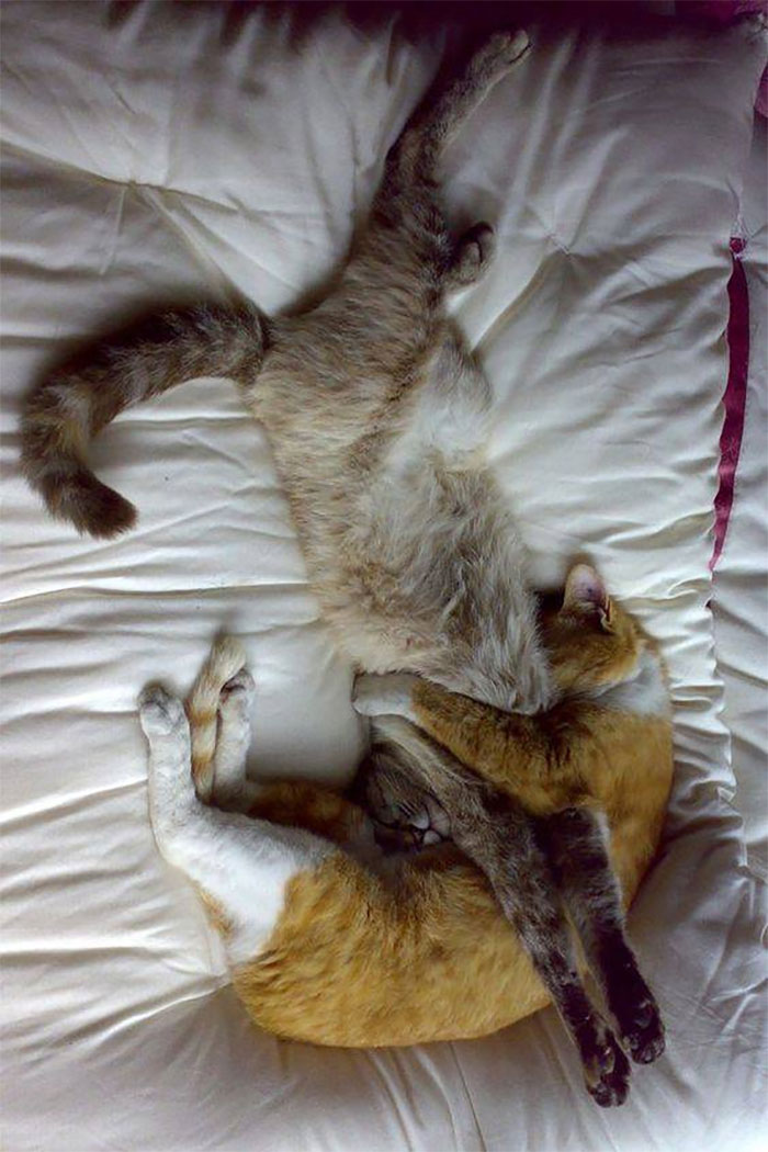 40 Times People Caught Their Cats Sleeping Together In Such Weird Positions, They Just Had To Share The Pics Online