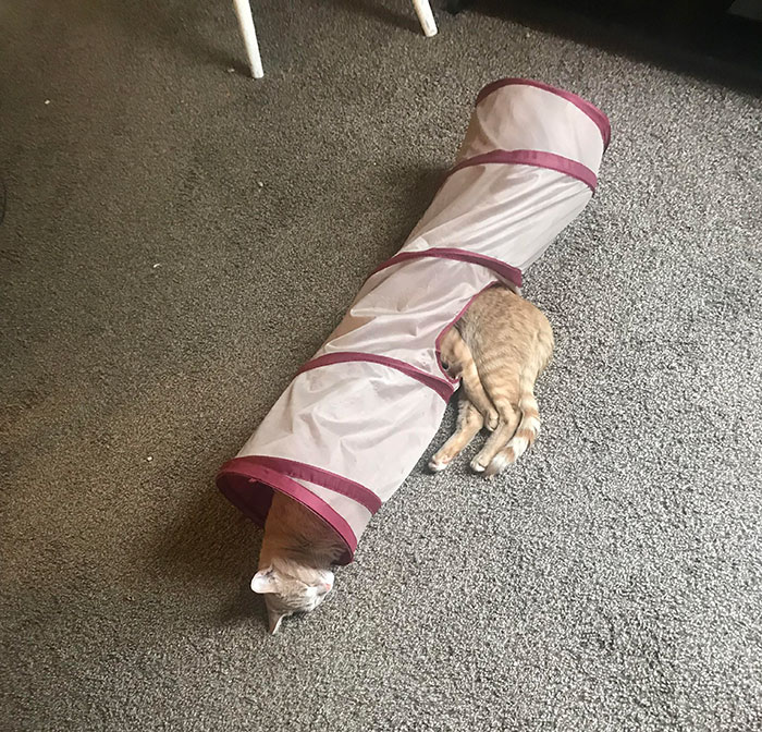 40 Times People Caught Their Cats Sleeping Together In Such Weird Positions, They Just Had To Share The Pics Online