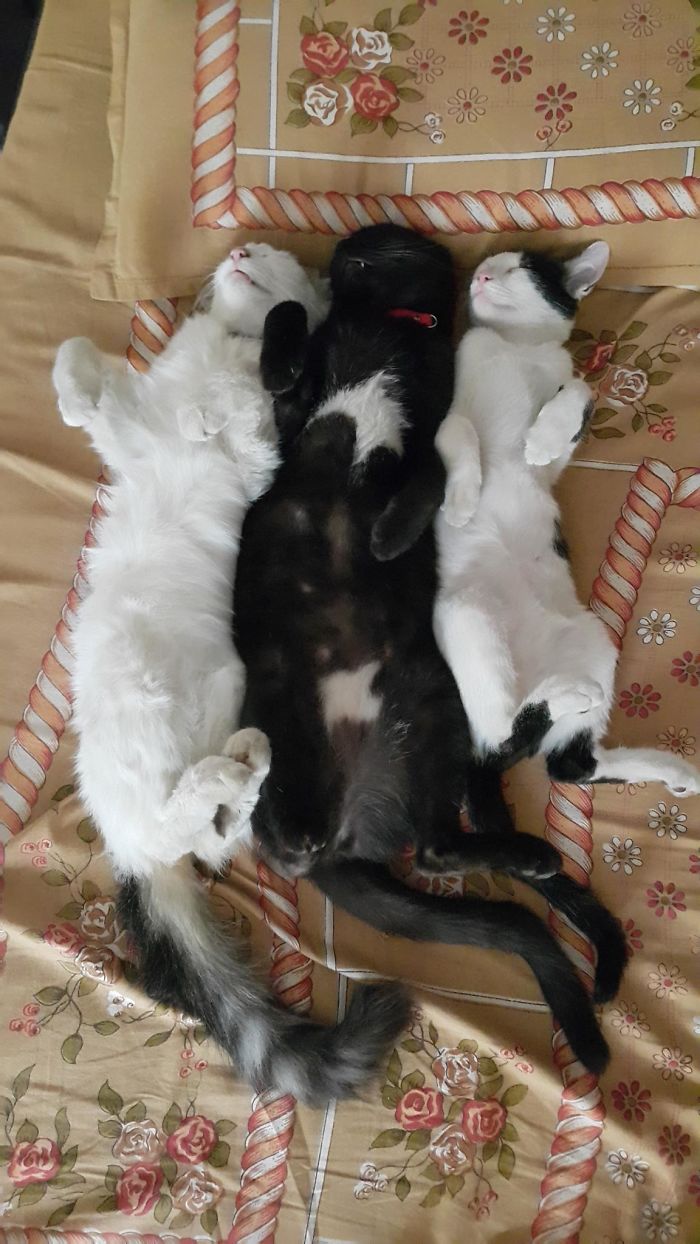 40 Times People Caught Their Cats Sleeping Together In Such Weird Positions, They Just Had To Share The Pics Online