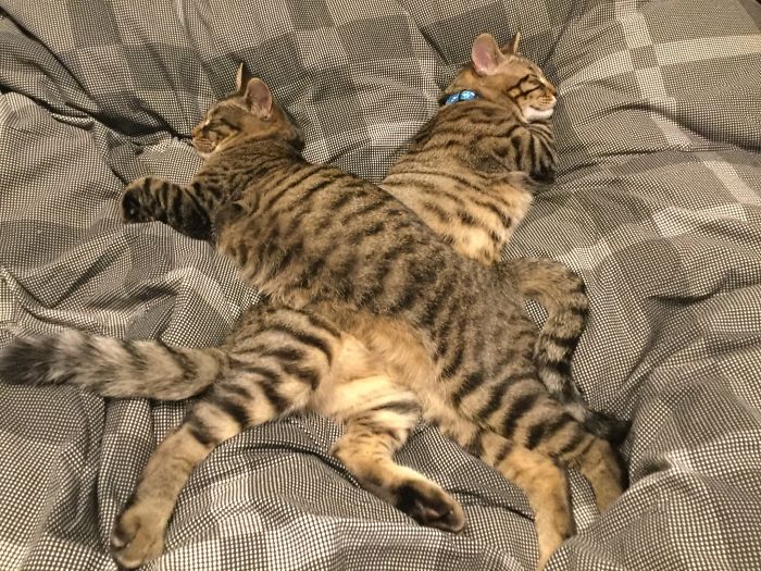40 Times People Caught Their Cats Sleeping Together In Such Weird Positions, They Just Had To Share The Pics Online