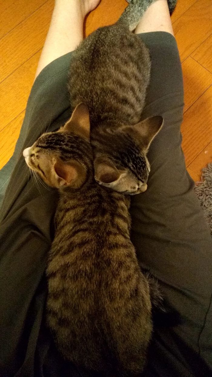 40 Times People Caught Their Cats Sleeping Together In Such Weird Positions, They Just Had To Share The Pics Online