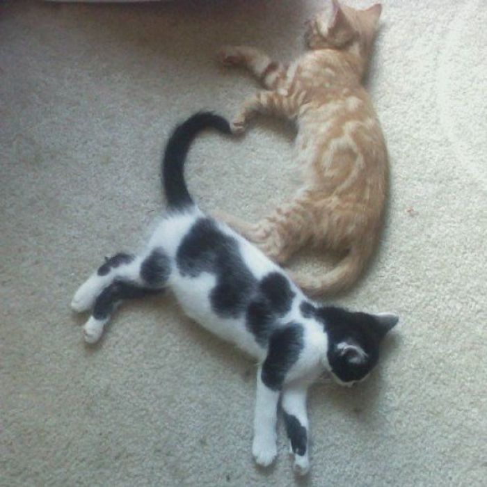 40 Times People Caught Their Cats Sleeping Together In Such Weird Positions, They Just Had To Share The Pics Online