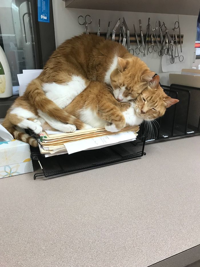 40 Times People Caught Their Cats Sleeping Together In Such Weird Positions, They Just Had To Share The Pics Online