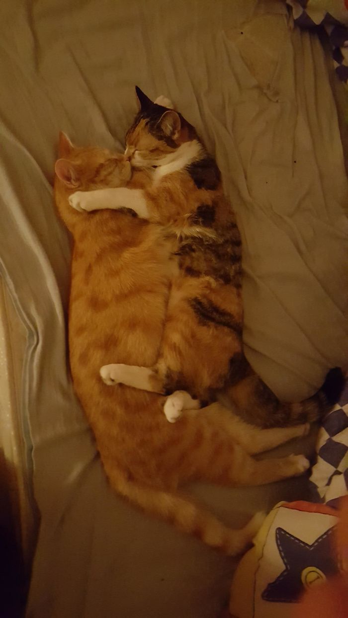 40 Times People Caught Their Cats Sleeping Together In Such Weird Positions, They Just Had To Share The Pics Online