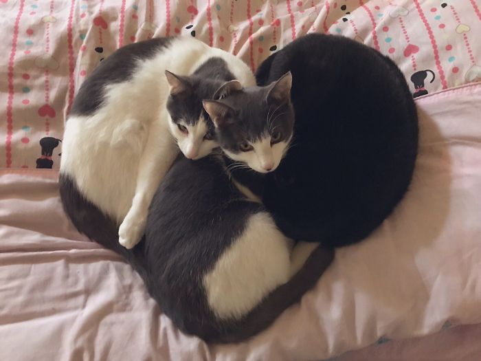 40 Times People Caught Their Cats Sleeping Together In Such Weird Positions, They Just Had To Share The Pics Online