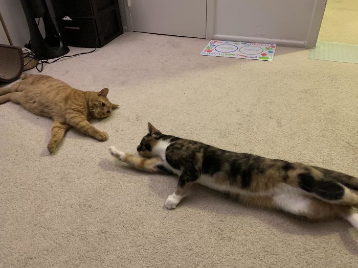 40 Times People Caught Their Cats Sleeping Together In Such Weird Positions, They Just Had To Share The Pics Online