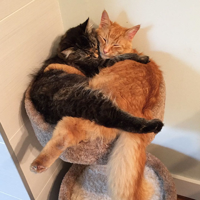 40 Times People Caught Their Cats Sleeping Together In Such Weird Positions, They Just Had To Share The Pics Online
