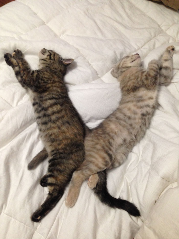 40 Times People Caught Their Cats Sleeping Together In Such Weird Positions, They Just Had To Share The Pics Online